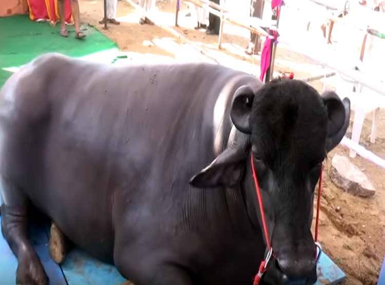 ये है 10 करोड़ का भैंसा 'भीम', हर माह एक लाख रुपये की है खुराक
