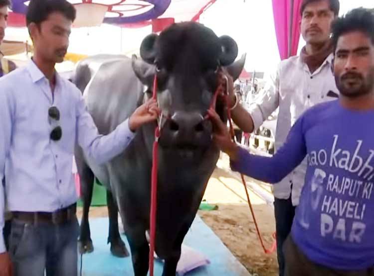 ये है 10 करोड़ का भैंसा 'भीम', हर माह एक लाख रुपये की है खुराक