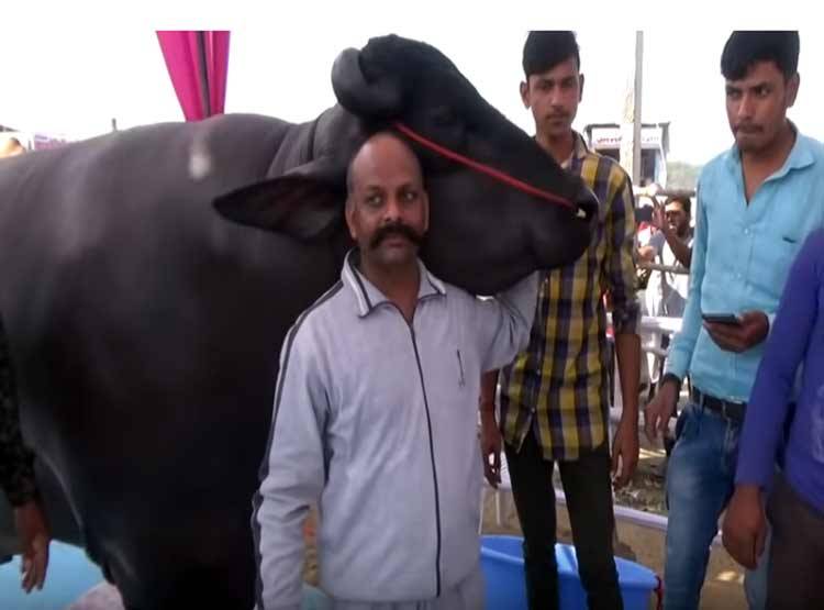 ये है 10 करोड़ का भैंसा 'भीम', हर माह एक लाख रुपये की है खुराक