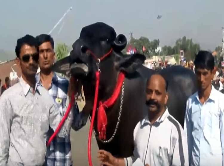 ये है 10 करोड़ का भैंसा 'भीम', हर माह एक लाख रुपये की है खुराक