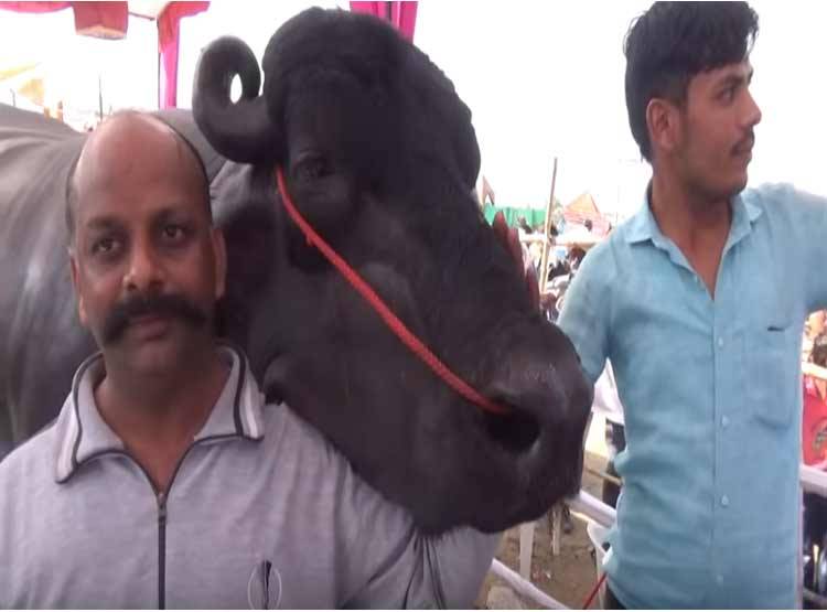 ये है 10 करोड़ का भैंसा 'भीम', हर माह एक लाख रुपये की है खुराक