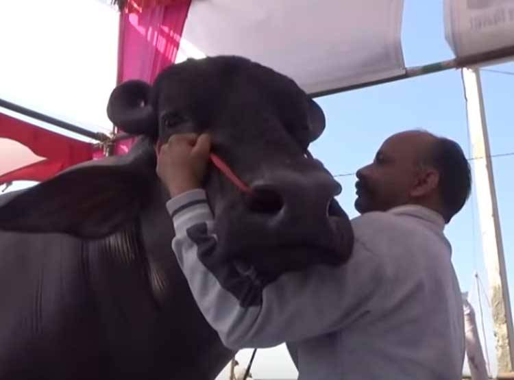 ये है 10 करोड़ का भैंसा 'भीम', हर माह एक लाख रुपये की है खुराक