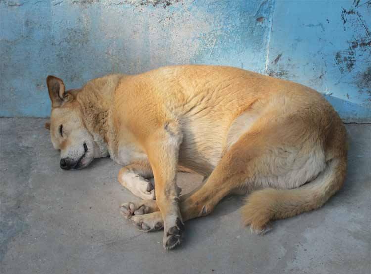 नशे में चूर लोगों ने आवारा कुत्ता का पैर-मुंह बांधकर किया गैंगरेप