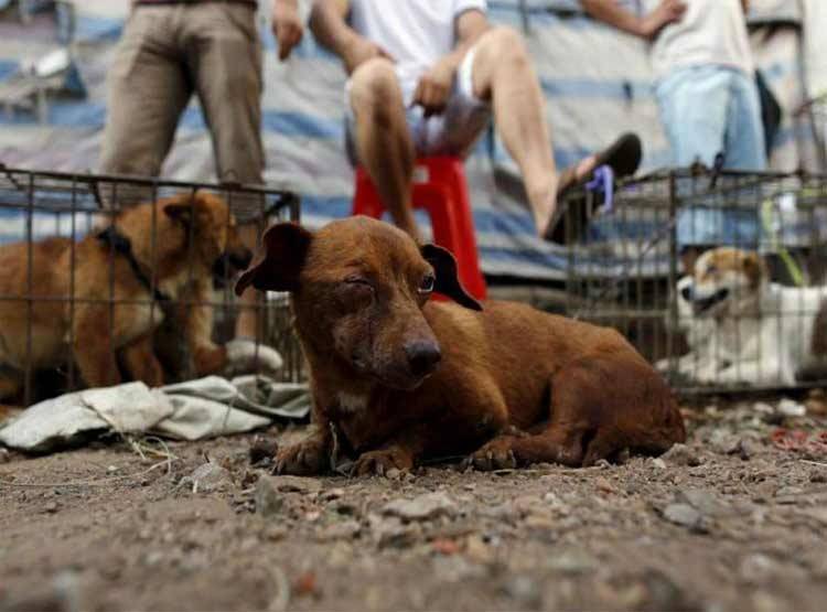 स्टेशन पर मिला सिर कटे कुत्तों का मांस, होटलों में होनी थी सप्लाई
