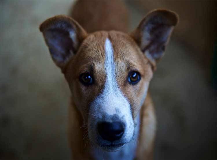 नशे में चूर लोगों ने आवारा कुत्ता का पैर-मुंह बांधकर किया गैंगरेप