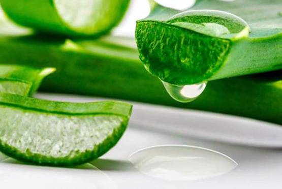 सिर्फ स्किन ही नहीं बल्कि कई बीमारियों की दवा है एलोवेरा