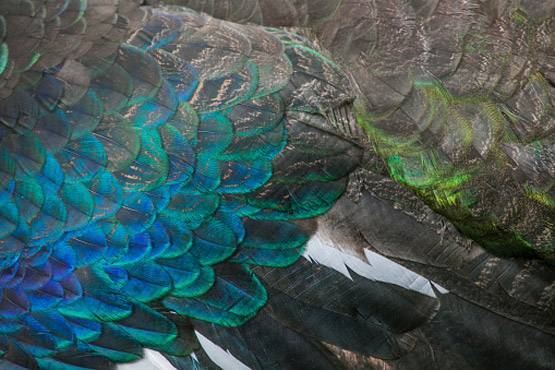 2.0: पक्षियों का गायब होना क्यों है इंसानों के लिए खतरनाक?