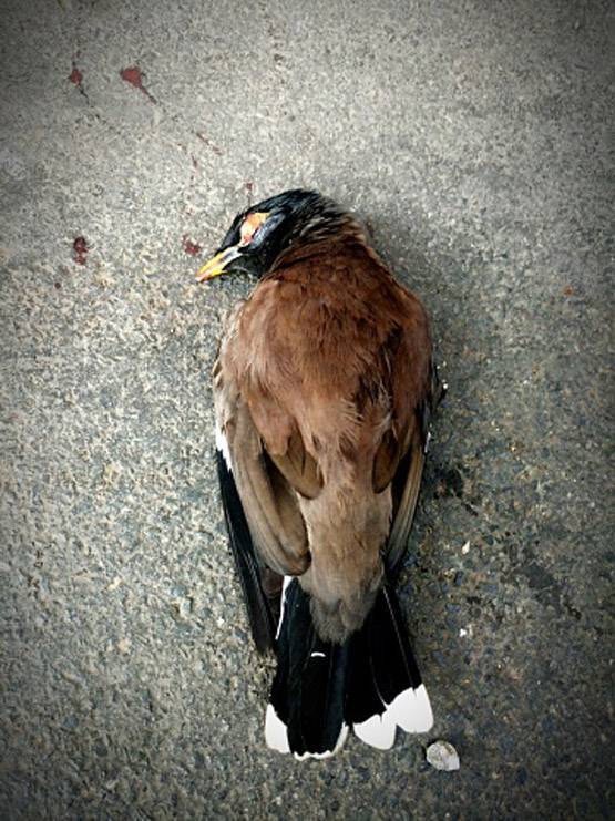 2.0: पक्षियों का गायब होना क्यों है इंसानों के लिए खतरनाक?