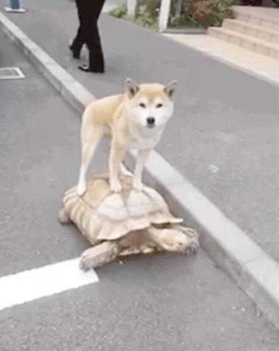 'हनुमान की बताई जाति, मंगल को हुआ अमंगल', नतीजों पर फनी मीम्स