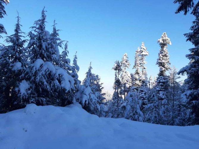 3 राज्यों में भारी बर्फबारी, कहीं आफत में जान, तो कहीं सैलानी मस्त