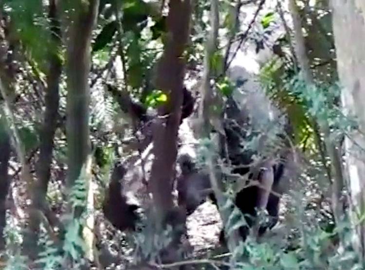 एक सींग वाले गैंडे ने मचाई दहशत, पेड़ पर चढ़ लोगों ने बचाई जान