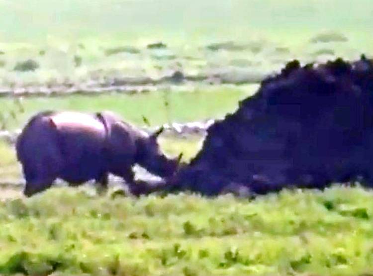 एक सींग वाले गैंडे ने मचाई दहशत, पेड़ पर चढ़ लोगों ने बचाई जान