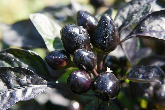 डायबिटीज के मरीजों को नहीं करनी चाहिए ये 5 गलतियां