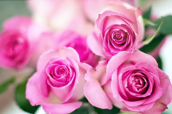 Rose Day पर जान लीजिए हर रंग के गुलाब का मतलब