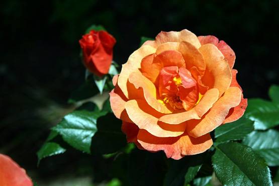 Rose Day पर जान लीजिए हर रंग के गुलाब का मतलब