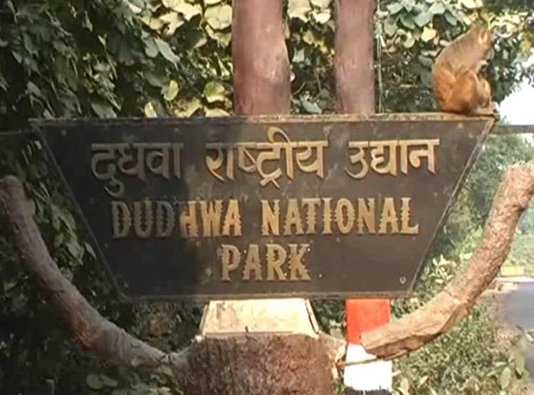 85 साल बाद दुधवा पार्क में द‍िखा दुर्लभ प्रजात‍ि का खूबसूरत सांप