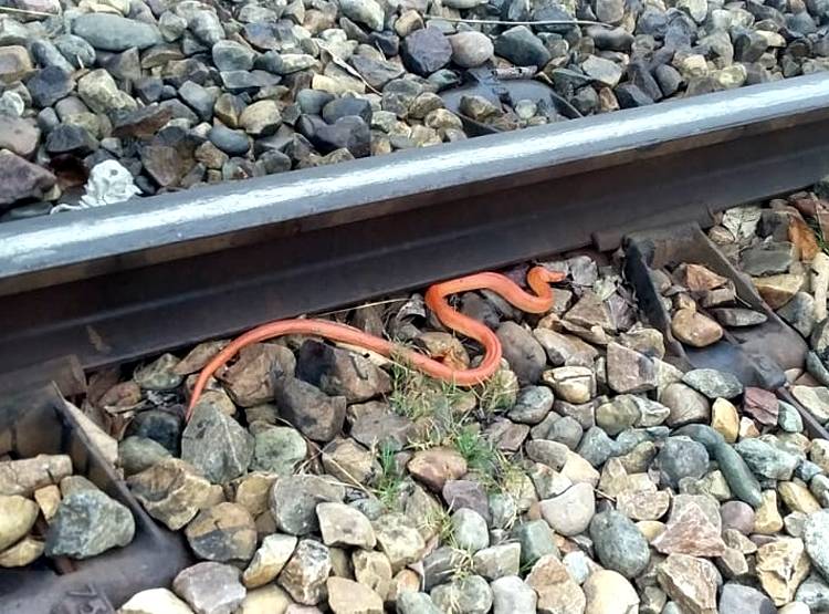 85 साल बाद दुधवा पार्क में द‍िखा दुर्लभ प्रजात‍ि का खूबसूरत सांप