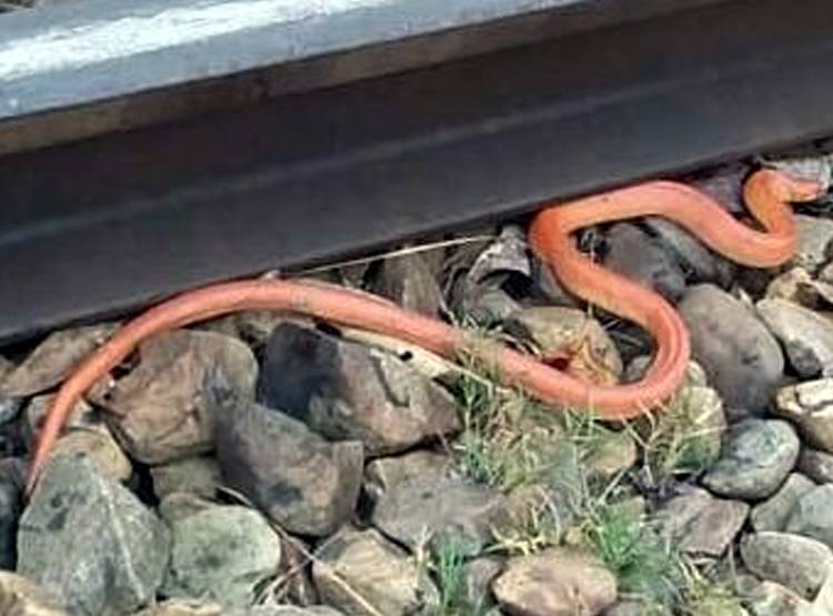 85 साल बाद दुधवा पार्क में द‍िखा दुर्लभ प्रजात‍ि का खूबसूरत सांप