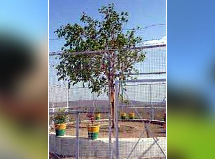 4 पुल‍िसकर्मी करते हैं इस पेड़ की रक्षा, VVIP जैसा ट्रीटमेंट