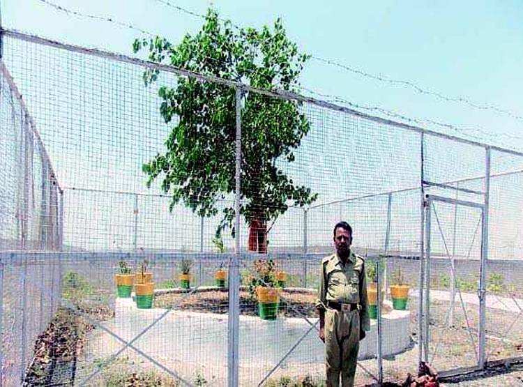 4 पुल‍िसकर्मी करते हैं इस पेड़ की रक्षा, VVIP जैसा ट्रीटमेंट