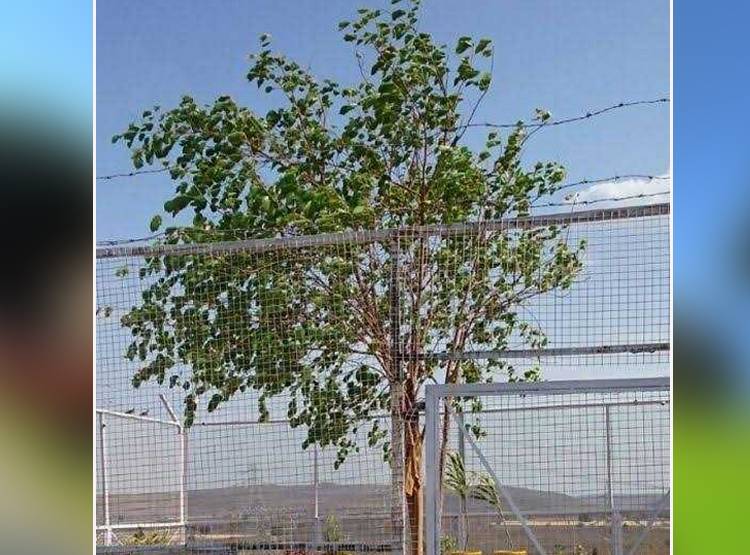 4 पुल‍िसकर्मी करते हैं इस पेड़ की रक्षा, VVIP जैसा ट्रीटमेंट