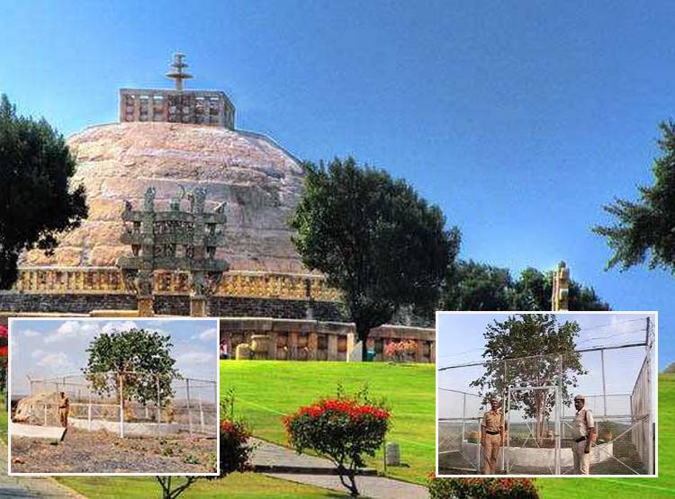 4 पुल‍िसकर्मी करते हैं इस पेड़ की रक्षा, VVIP जैसा ट्रीटमेंट