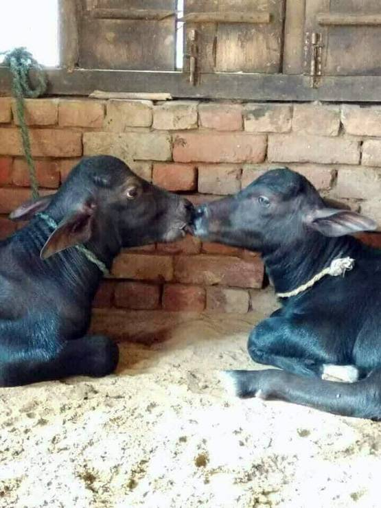 Kiss Day पर ट्विटर पर लोगों ने ऐसे लिए मजे, देखें फनी मीम्स