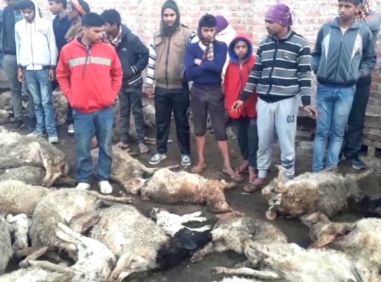 भेड़ों के बाड़े पर कुत्तों का हमला, 100 से ज्यादा की गई जान