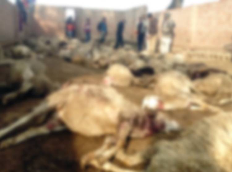 भेड़ों के बाड़े पर कुत्तों का हमला, 100 से ज्यादा की गई जान