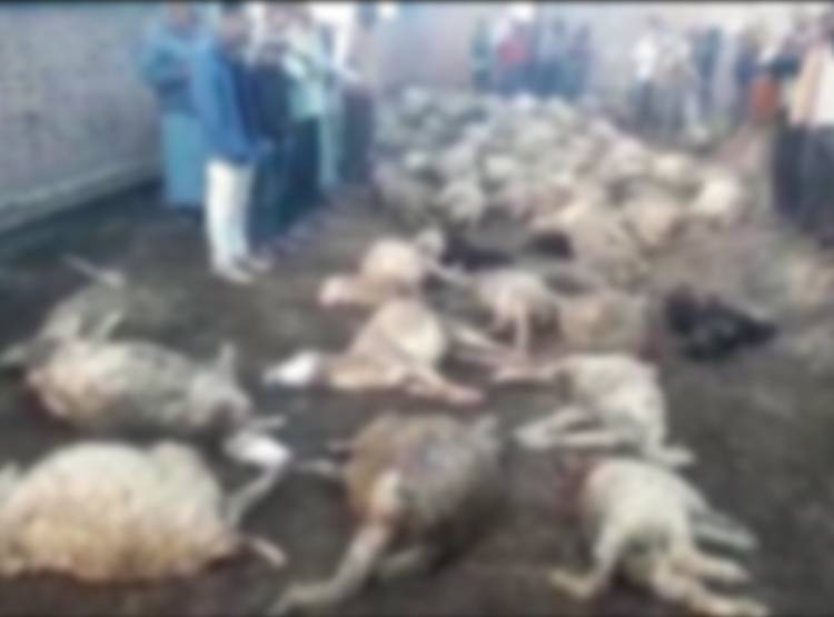 भेड़ों के बाड़े पर कुत्तों का हमला, 100 से ज्यादा की गई जान