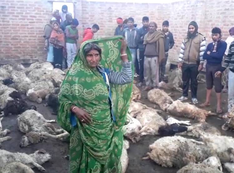 भेड़ों के बाड़े पर कुत्तों का हमला, 100 से ज्यादा की गई जान