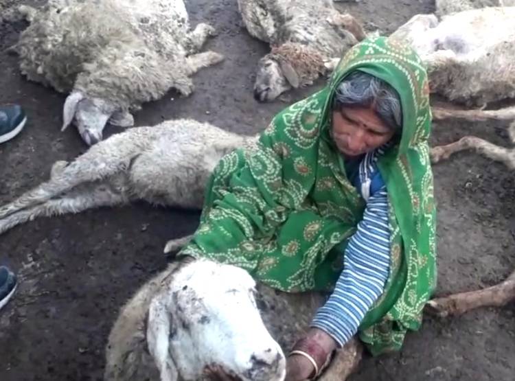 भेड़ों के बाड़े पर कुत्तों का हमला, 100 से ज्यादा की गई जान