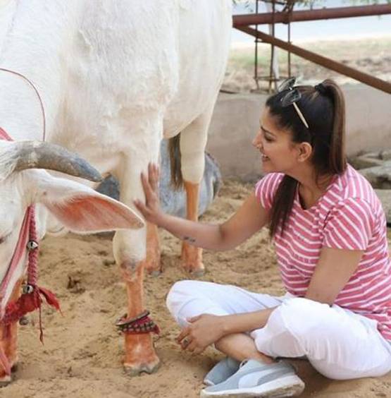 सपना चौधरी का देसी अवतार, नई तस्वीरों में दिखीं गाय के साथ