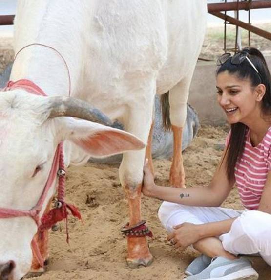 सपना चौधरी का देसी अवतार, नई तस्वीरों में दिखीं गाय के साथ