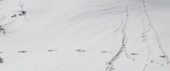 जानें- कैसा दिखता है हिम मानव, 187 साल पहले हुआ था सबसे पहले जिक्र