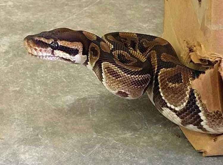 बाथरूम में थी महिला तभी निकला अजगर, चक्कर खाकर गिर पड़ी