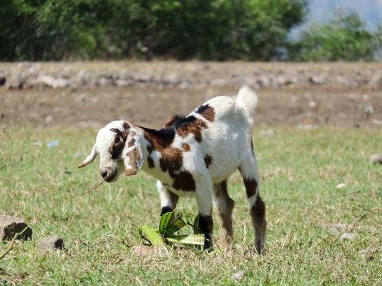 5 साल तक घोड़ी, बकरी, गाय-कुत्ते से बनाए संबंध, रिकॉर्ड किया Video भी