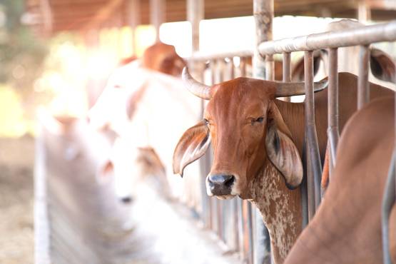 5 साल तक घोड़ी, बकरी, गाय-कुत्ते से बनाए संबंध, रिकॉर्ड किया Video भी