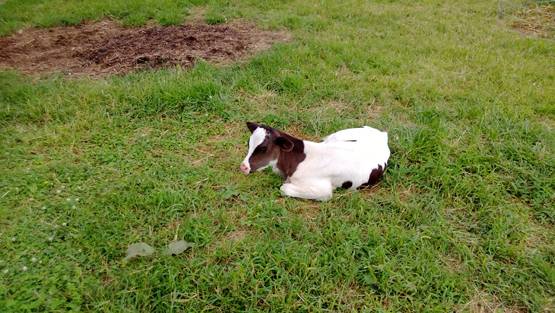 5 साल तक घोड़ी, बकरी, गाय-कुत्ते से बनाए संबंध, रिकॉर्ड किया Video भी