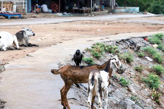 5 साल तक घोड़ी, बकरी, गाय-कुत्ते से बनाए संबंध, रिकॉर्ड किया Video भी