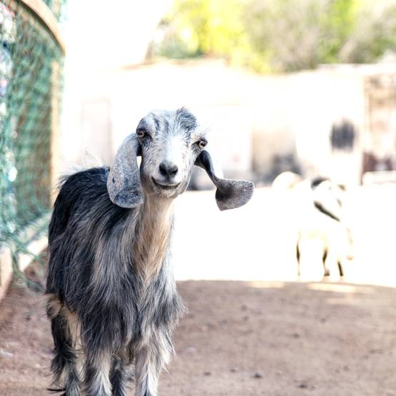 5 साल तक घोड़ी, बकरी, गाय-कुत्ते से बनाए संबंध, रिकॉर्ड किया Video भी
