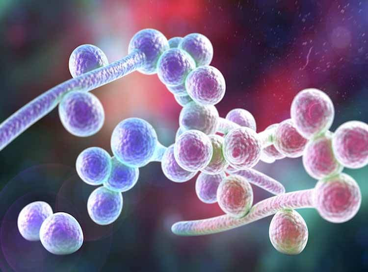 क्या है 'कैंडिडा ऑरिस' फंगस, कर देता है इम्यून सिस्टम कमजोर