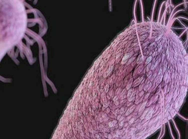 क्या है 'कैंडिडा ऑरिस' फंगस, कर देता है इम्यून सिस्टम कमजोर