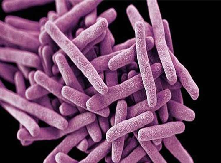 क्या है 'कैंडिडा ऑरिस' फंगस, कर देता है इम्यून सिस्टम कमजोर