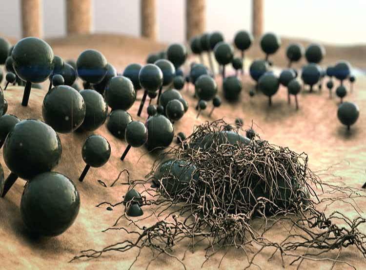 क्या है 'कैंडिडा ऑरिस' फंगस, कर देता है इम्यून सिस्टम कमजोर