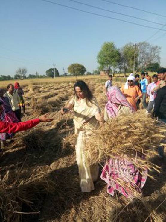 खेत में मैचिंग शिफॉन साड़ी पहन गेहूं काट रहीं हेमा, हो गईं ट्रोल