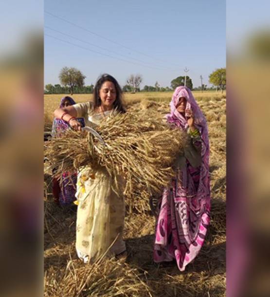 खेत में मैचिंग शिफॉन साड़ी पहन गेहूं काट रहीं हेमा, हो गईं ट्रोल