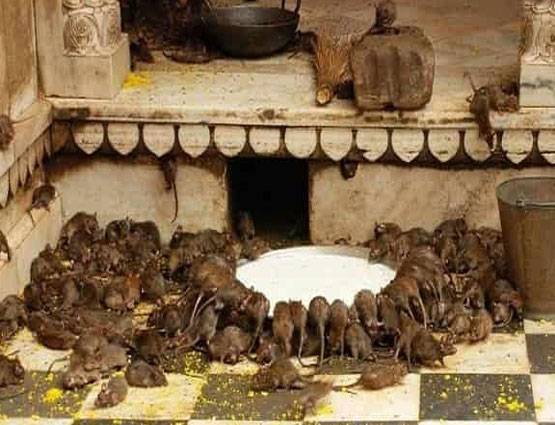 वैष्णों देवी ही नहीं दिल्ली के पास मां के ये 7 मंदिर भी हैं प्रसिद्ध