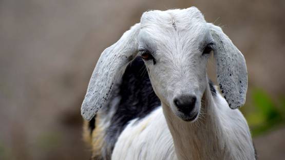 5 साल तक घोड़ी, बकरी, गाय-कुत्ते से बनाए संबंध, रिकॉर्ड किया Video भी