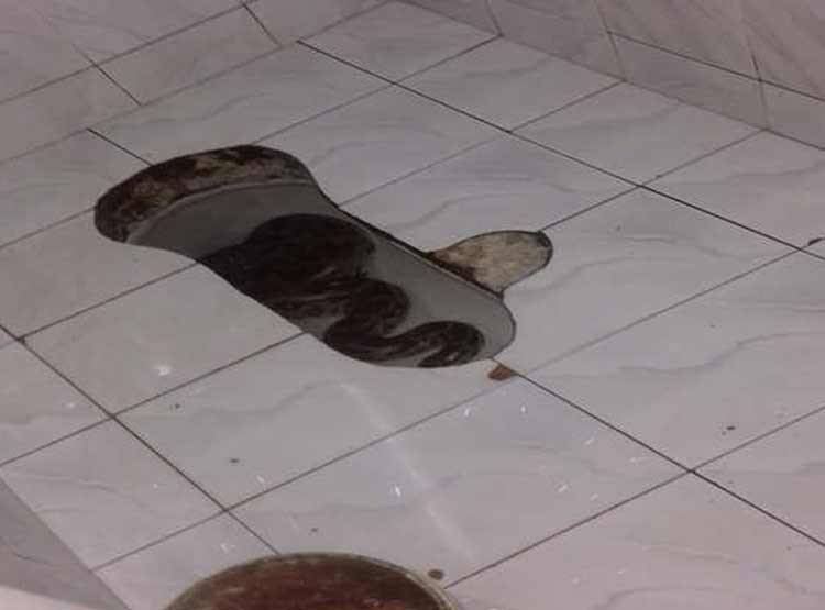 बाथरूम में थी महिला तभी निकला अजगर, चक्कर खाकर गिर पड़ी